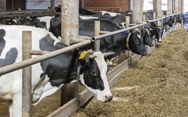 125 млн рублей в виде субсидий получили аграрии Ивановской области на производство молока