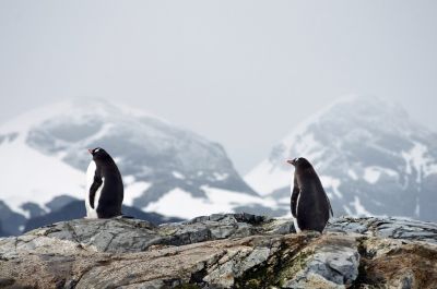 25 апреля — Всемирный день пингвинов - новости экологии на ECOportal
