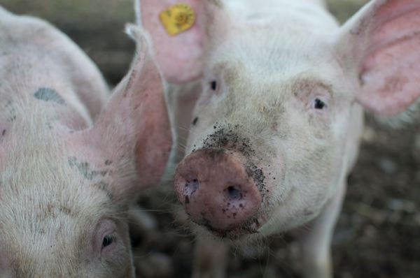 Биологи научились определять проблемы со здоровьем свиней по хрюканью и громкости визга