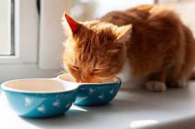 Чем кормить кошку: как выбрать полезный корм для своего питомца - новости экологии на ECOportal