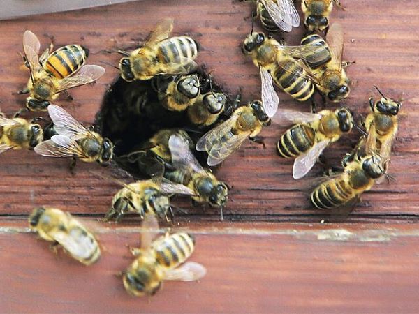 Эксперт рассказал, как ученые спасают пчелиные семьи от вымирания