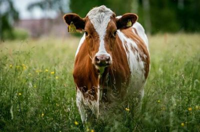 Госдума приняла закон о маркировке сельскохозяйственных животных - новости экологии на ECOportal
