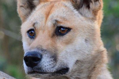 Исследование: динго генетически находятся между волком и собакой - новости экологии на ECOportal