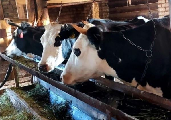 Ярославские фермеры животноводы объединяются в сельхозкооператив