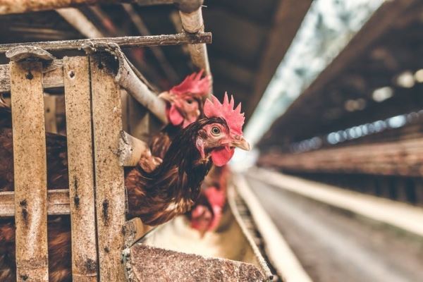 На органических фермах Европы возник дефицит кормов для птицы и свиней