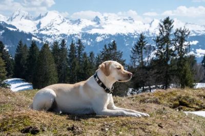Породы собак, которые нельзя стричь летом - новости экологии на ECOportal