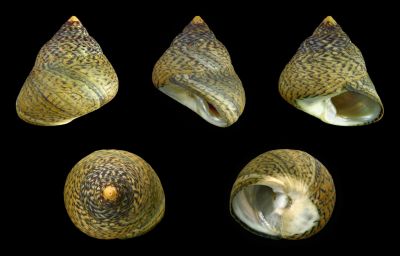 Раковины моллюсков показали, как древние люди адаптировались к изменениям климата - новости экологии на ECOportal