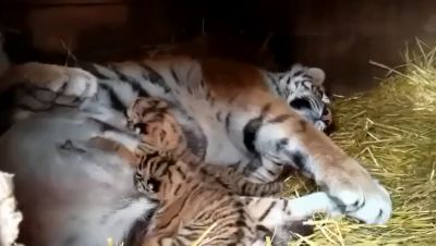 Трое тигрят появились на свет в барнаульском зоопарке у тигрицы Багиры / Видео - новости экологии на ECOportal