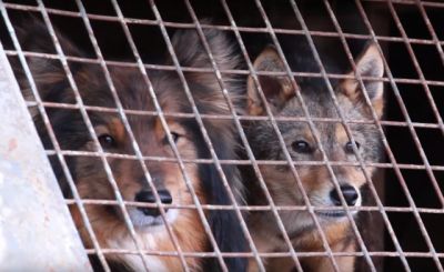 Туристический объект Якутии загрязнили собачьими фекалиями - новости экологии на ECOportal