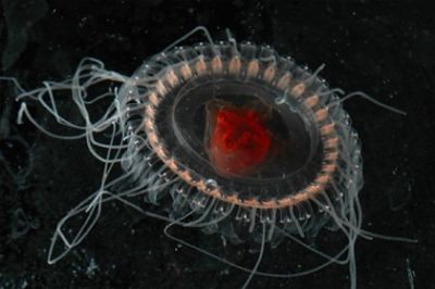 Зафиксирован новый вид глубоководных медуз - новости экологии на ECOportal