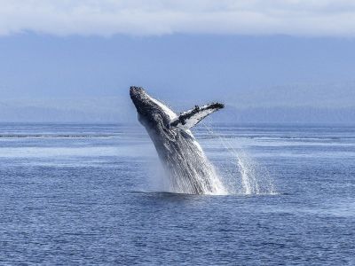 «Живая природа с Эдгардом Запашным»: Как привлечь «зооинвесторов» и почему киты выбрасываются на берег / Аудио - новости экологии на ECOportal