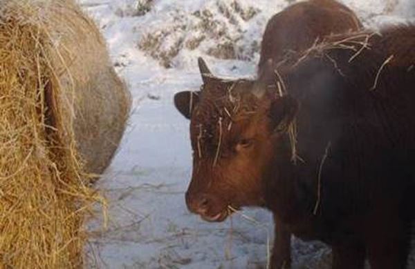 Животноводческие хозяйства Иркутской области в 2021 году закупили около четырёх тысяч племенных животных