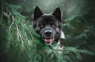 Глава Якутска предложил пересмотреть требование о пожизненном содержании агрессивных собак - новости экологии на ECOportal