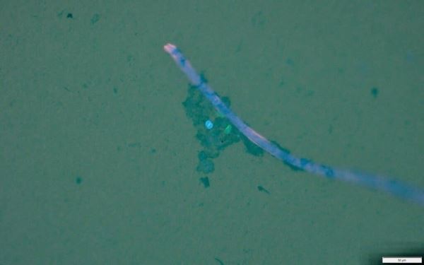 Ученые узнали, как микропластик в Мировом океане переносит опасные для человека патогены - новости экологии на ECOportal