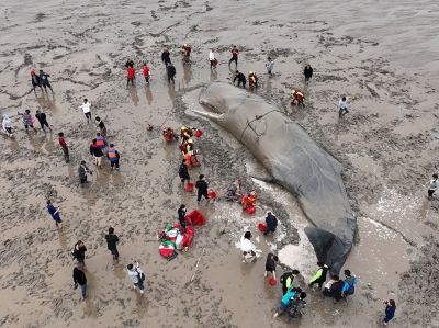 В Китае спасли выбросившегося на берег кита - новости экологии на ECOportal